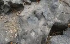 اكتشاف حفريات عمرها 83 مليون سنة..