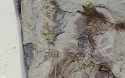 منوعات ـ أغرب اكتشاف.. طائر عمره 120 مليون