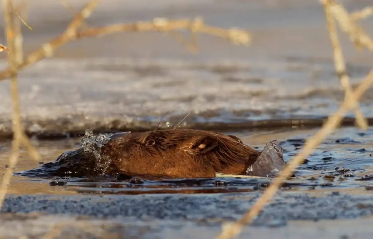 بعد 500 عام من الاختفاء.. مخلوق