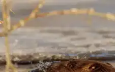 منوعات ـ بعد 500 عام من الاختفاء.. مخلوق