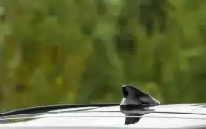 منوعات ـ وظائف غير متوقعة.. ما أهمية زعنفة