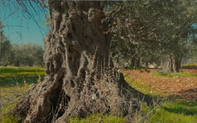 إدراج شجرة زيتون المهراس في الأردن