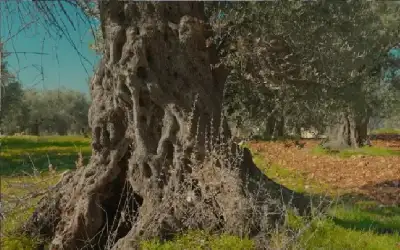 مجتمع ـ إدراج شجرة زيتون المهراس في الأردن