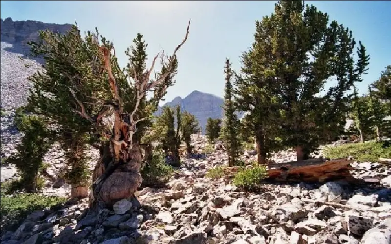 خطأ علمي أدى إلى قطع أقدم