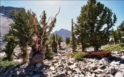 اللويزة.. . نبتة طبية متعددة الفوائد