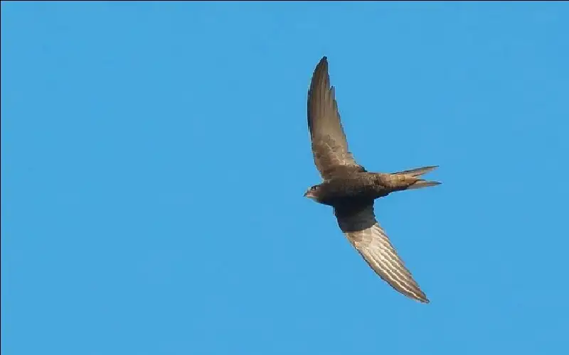 السنونو العجيب.. كيف يقضي 10 أشهر