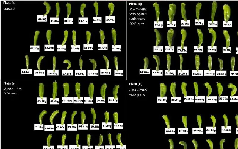شومان تدعم مشروعا ابتكاريا للمركز الوطني