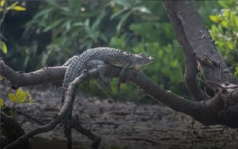 التماسيح القافزة.. كيف تتسلق الأشجار لتصطاد