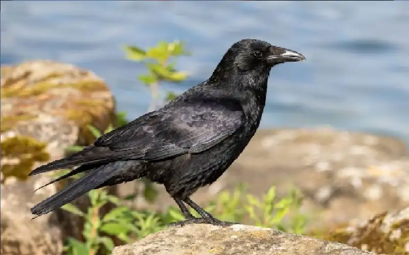 سر الذكاء الانتقامي لدى الغراب.. لماذا