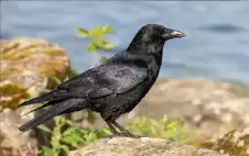 منوعات ـ سر الذكاء الانتقامي لدى الغراب.. لماذا