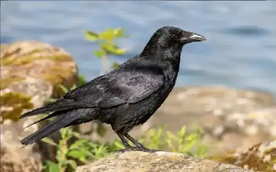 احذر تخزين الحليب في باب الثلاجة