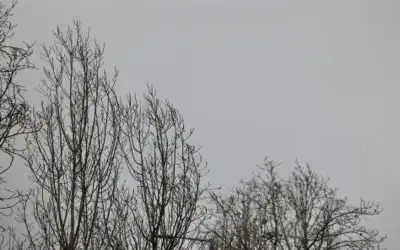 لاعبو نجوم الفيصلي والصريح والحكام يرفعون