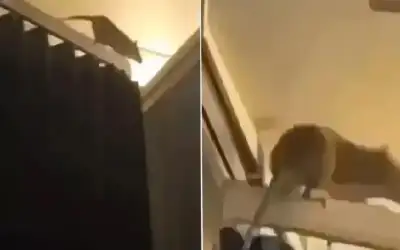 الميداني الأردني جنوب غزة 7: تركيب