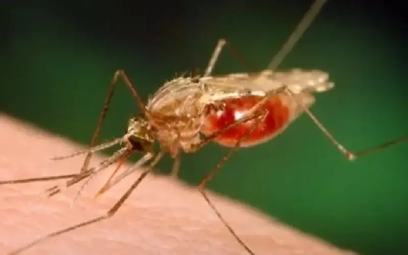 سلاح سحري ضد البعوض.. أقمشة مبتكرة