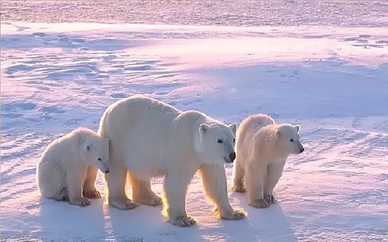 ظاهرة تحير الباحثين.. دبة قطبية تتبنى