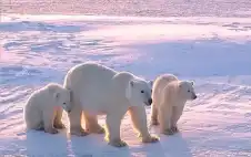 ظاهرة تحير اstrongلبstrongاحثين.. دبة قطبية تتبنى