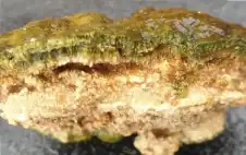 نعم.. صstrongخوstrongر حية تنمو وتتنفس وعمرها