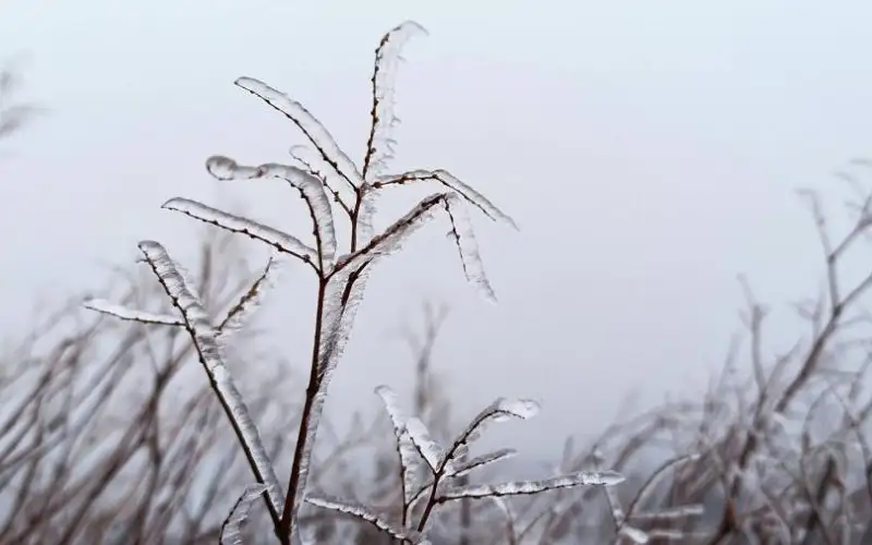 طقس بارد واحتمالية تشكل الصقيع في