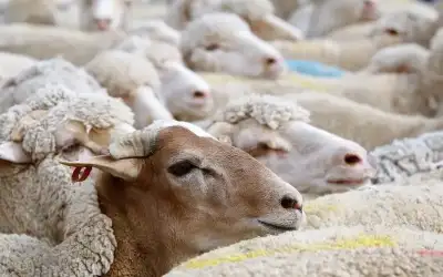 تنظيم داعش الإرهابي يعلن مسؤوليته عن