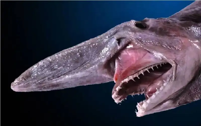 قرش العفريت.. أسرار مفترس الأعماق الغامض