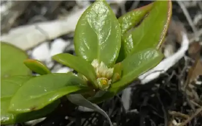 مندوبا عن الملك .. الفراية يشارك