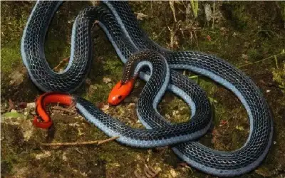 الجيش يعقم مراكز الحجر الصحي بالبحر