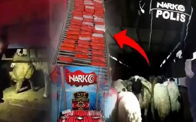 مخدرات في أمعاء حيوانات.. شاهد كيف