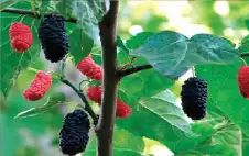 أوراق التوت دواء للكبد؟