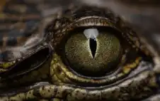 يخرج من الظلال.. ثعبان أسود نstrongادرstrong