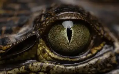 القبض على شخصين سلبا عامل مزرعة