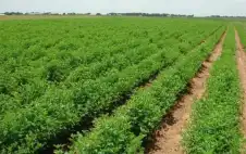 الأردن ـ وزارة الزراعة: الهطولات المطرية تحسن جودة