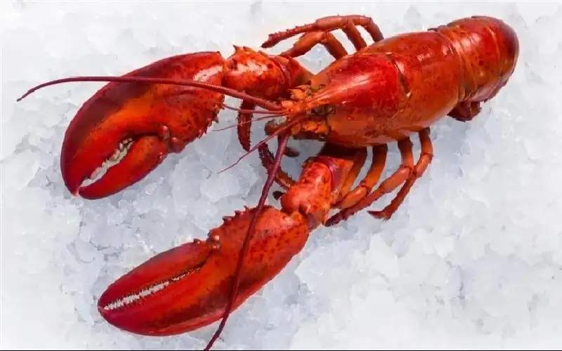 سرقة شحنة استاكوزا بنصف مليون دولار