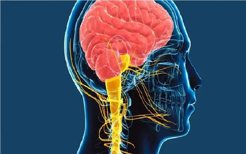 دراسة دولية: العصب المبهم سر الحفاظ