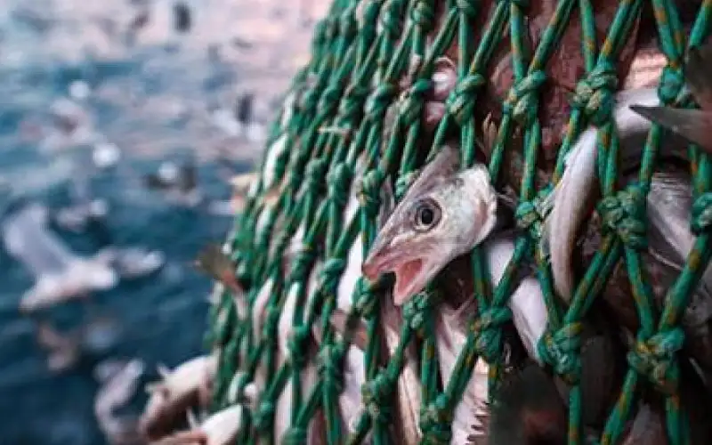 وقف الصيد في العقبة بمختلف أشكاله