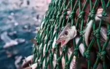 وقف الصيد في strongالعقبةstrong بمختلف أشكاله