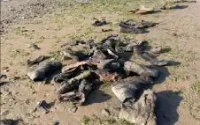 الأحذية المفقودة تعود بعد 150 عاما..