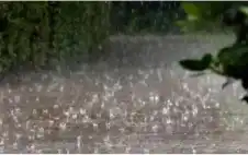 الزراعة: أمطار الخير تعزز الإنتاج الزراstrongعيstrong