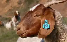 ترقيم 43 ألف رأس من الماشية