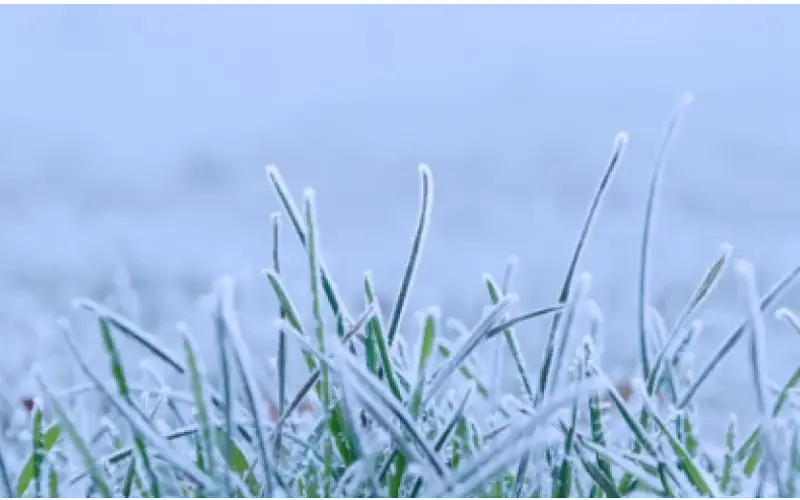 برودة شديدة وصقيع يهددان المزروعات الليلة