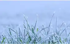 برودة شديدة وصقيع يهددان المزروعات الليلة