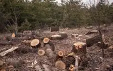 الأردن ـ زراعة عجلون : ضبط اعتداء على