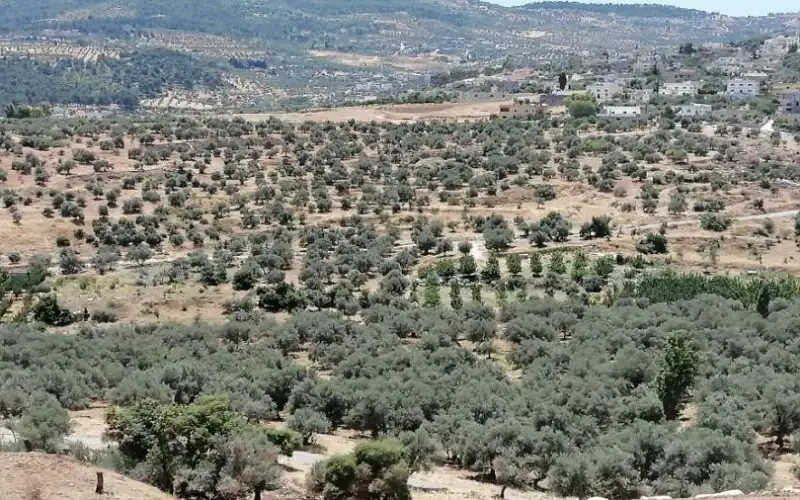 مديرية زراعة جرش: الهطولات المطرية عززت