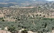 مديرية زراعة strongجرشstrong: الهطولات المطرية عززت