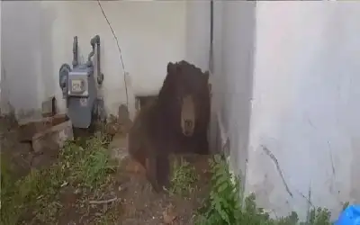 النشامى يلتقي مع منتخب السعودية في