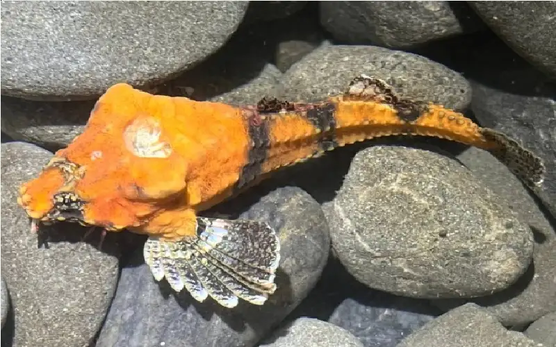 علماء يفكون لغز السمكة المعجزة بعد