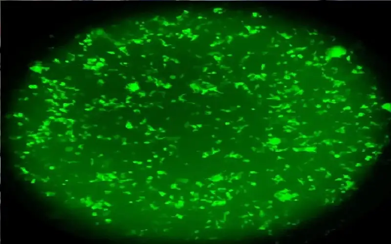 اللون الأخضر يحذر من الأعراض قبل