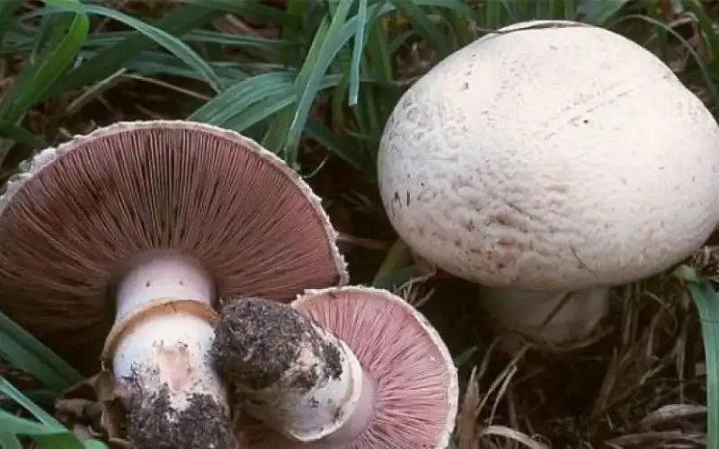 صحيفة نيسان ـ الأردن.. حالات تسمم بسبب تناول الفطر