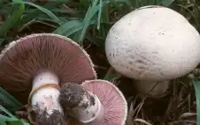 strongالأردنstrong.. حالات تسمم بسبب تناول الفطر