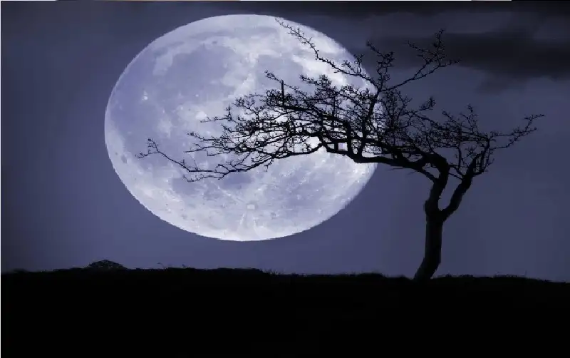 2000 شجرة دارت حول القمر.. البحث