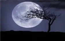 2000 شجرة دارت حول القمر.. اstrongلبstrongحث